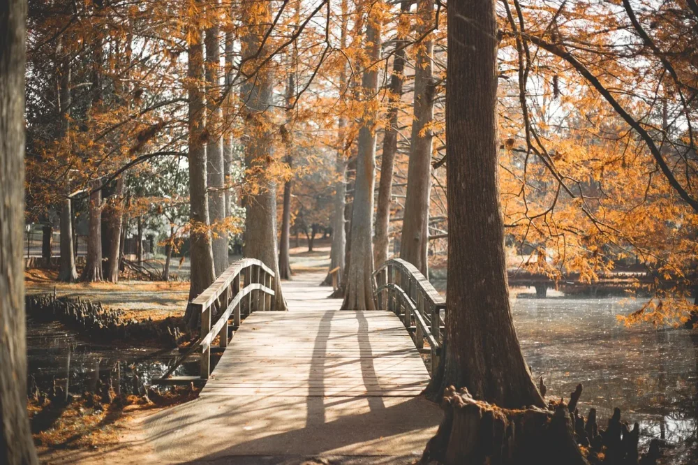 the importance of walking and taking a walk